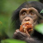 Científicos hallan una ‘civilización’ desarrollada de chimpancés