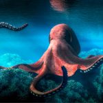 Captan inusual momento en que un pulpo “furioso” intenta golpear a bañista en playa de Australia