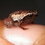 Descubren las ranas más pequeñas del mundo en Madagascar
