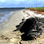 ¿Qué está haciendo que aparezcan aligátores en las playas y orcas en los ríos?