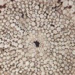 Las plantas conquistaron el mundo 100 millones años antes de lo pensado