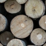 Logran producir una madera tan dura como el acero
