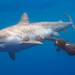 Tiburón le arranca la pierna y se vuelve defensor de estos animales