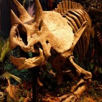 Paleontólogos recuperan en EEUU casi un tercio de dinosaurio de 68 millones de años