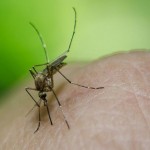 5 factores que te hacen más atractivo para los mosquitos