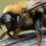 ¿Por qué están muriendo en masa las abejas en todo el mundo?