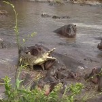 Todos contra uno: una manada de hipopótamos hace frente a un cocodrilo malintencionado