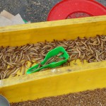 Buen provecho: los científicos convierten larvas en alimento