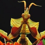 Amores que matan: estas son las especies que mueren tras el apareamiento