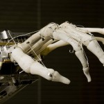 Cada vez más cerca de los humanos: сrean un robot con músculos vivos