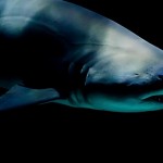 Este es el único animal que aterroriza a los tiburones