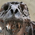 Desvelan el misterio de los agujeros en la cabeza del T-Rex