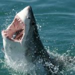 Buceo sin miedo: inventan un material resistente a los ataques de tiburón