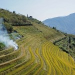 El logro científico de China que podría salvar del hambre a millones de personas