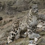 Un leopardo ‘fantasma’ desconcierta a los internautas