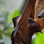 Los murciélagos son inmunes a los virus ¿y los hacen más fuertes?