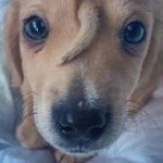 Conoce al ‘perro unicornio’, el cachorro que nació con una cola en la frente | Vídeo, fotos