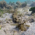Un buzo tropieza con una misteriosa criatura marina
