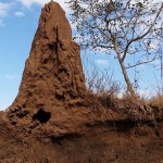 Descubren una ‘megalópolis’ de termitas del tamaño del Reino Unido