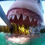 Un gran tiburón blanco se enfurece y da dentelladas a una jaula