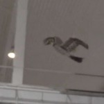 ¿Es un dron? ¿Es un pájaro? ¡Las dos cosas a la vez!