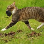 Confirmado por la ciencia: las ratas están ganando la ‘guerra’ contra los gatos