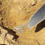 Hallan en Rusia el cráneo más completo de un wetlugasaurus