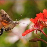 Fascinantes fotografías de un esfinge colibrí