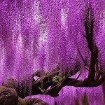 Los 11 árboles más bellos del mundo
