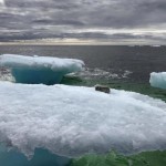 Creyeron que era una foca en un iceberg, se sorprendieron al descubrir la realidad