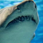 Los océanos se están volviendo tan ácidos que está pasando algo inédito: hay tiburones perdiendo los dientes