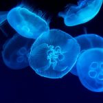 Bajar a las profundidades abisales para estudiar los océanos es difícil, así que estamos “robotizando” a medusas para conseguirlo