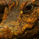 Se arrastraron a una cueva, comieron murciélagos y ahora están mutando a una nueva especie: cocodrilos enanos anaranjados