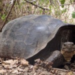 La tortuga gigante de Floreana podría “volver” de la extinción