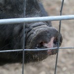 Se reaniman con éxito cerebros muertos de cerdos