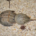Cómo la sangre azul del cangrejo herradura nos está ayudando a detectar bacterias fuera de la Tierra