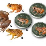 Descubren siete nuevas especies de ranas nocturnas tan pequeñas que cabrían en una moneda