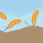 Los pequeños seres que viven dentro de tu cuerpo también tienen tacto