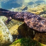 Científicos logran descubrir el anfibio más grande del mundo