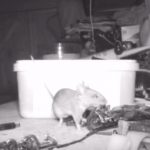 Pone una cámara en su escritorio y descubre que un ratón se lo ordena por la noche