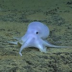 Hallan un pulpo de apariencia fantasmal en aguas de Hawái