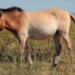 Ya no quedan caballos salvajes en la Tierra