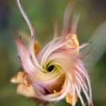 ¿Por qué estas plantas crecen cada vez más?