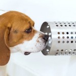 Usan perros para detectar tumores en humanos