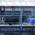 Descubren en Rusia una cárcel para ballenas