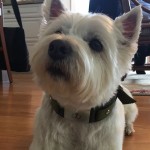 Waggit, el collar que vigila la salud de tu amigo perruno