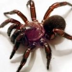 Descubren todo un nuevo género de arañas cazadoras en Australia