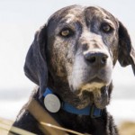 Collar para perros