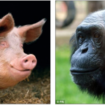 Evolución humana se debe al apareamiento de un puerco y una chimpancé, afirma experto