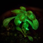 Starlight Avatar: La primera planta bioluminiscente comercial